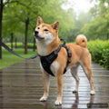 Harnais Pour Chien Avec Laisse Et Collier Réglables S